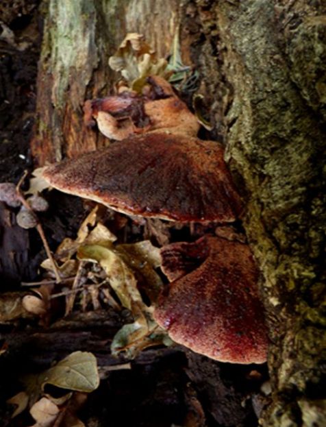 Maturing fruiting bodies on the inside of an oak stem in Rochford, Essex